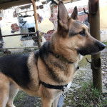 Un Berger Allemand sur un terrain herbeux et qui est tenu en laisse 