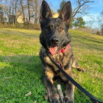 Un Berger Allemand allong&eacute; sur une surface herbac&eacute;e et qui est tenu en laisse 