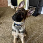 Un Berger Allemand assis sur une moquette et portant un collier autour du cou