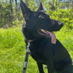 Un Berger Allemand ayant la langue pendante et qui est tenu en laisse 