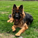 Un Berger Allemand allong&eacute; sur une surface herbac&eacute;e et ayant la langue pendante 