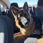 Un Berger Allemand allong&eacute; sur la banquette arri&egrave;re du voiture et tirant la langue 