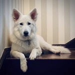 Un Berger Allemand allong&eacute; sur une marche d'escaliers et portant un collier autour du cou