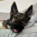 Un Berger Allemand allong&eacute; sur un canap&eacute; et et tirant la langue 