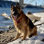 Un Berger Allemand assis sur une surface enneig&eacute;e et tirant la langue