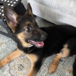 Un Berger Allemand allong&eacute; sur une moquette et tirant la langue