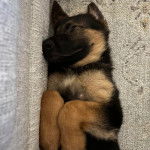 Un Berger Allemand allong&eacute; sur une moquette et semblant dormir