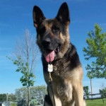 Un Berger Allemand tirant la langue et portant un collier au cou