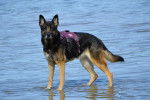Un Berger Allemand sur une étendue d'eau portant un harnais et regardant vers la caméra
