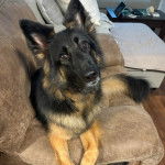 Un Berger Allemand allong&eacute; sur un canap&eacute; et regardant vers la cam&eacute;ra