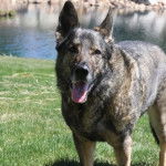 Un Berger Allemand sur un terrain herbeux et tirant la langue