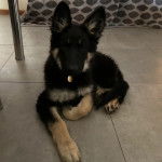 Un Berger Allemand allong&eacute; sur un sol carrel&eacute; et portant un collier au cou