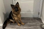 Un Berger Allemand assis devant une porte