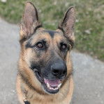 Un Berger Allemand ayant la gueule ouverte