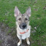 Un Berger Allemand assis sur un terrain herbeux et qui est tenu en laisse