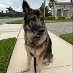 Un Berger Allemand assis sur une surface b&eacute;tonn&eacute;e et qui est tenu en laisse