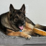 Un Berger Allemand allong&eacute; et ayant la gueule ouverte