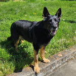 Un Berger Allemand sur un terrain herbeux et ayant la gueule ouverte