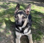 Un Berger Allemand allong&eacute; sur un terrain herbeux 