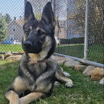 Un Berger Allemand allong&eacute; sur un terrain herbeux et portant un collier autour du cou