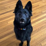 Un Berger Allemand sur un plancher et regardant vers la cam&eacute;ra