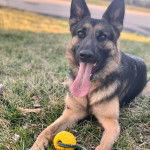 Un Berger Allemand allong&eacute; sur un terrain herbeux et tirant la langue 