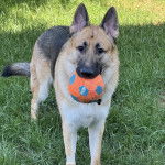 Un Berger Allemand sur un terrain herbeux et tenant une balle dans sa gueule