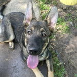 Un Berger Allemand allong&eacute; et regardant vers la cam&eacute;ra