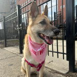 Un Berger Allemand assis et tenu en laisse