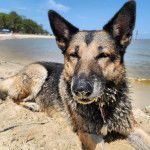 Un Berger Allemand  allong&eacute; sur une surface sableuse