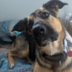 Un Berger Allemand allong&eacute; sur un lit et regardant vers la cam&eacute;ra