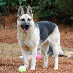 Un Berger Allemand sur un terrain herbeux