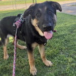 Un Berger Allemand sur un terrain herbeux et tenu en laisse