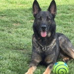 Un Berger Allemand allong&eacute; sur un terrain herbeux et portant un collier