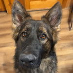 Un Berger Allemand regardant vers la cam&eacute;ra