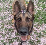 Un Berger Allemand regrdant vers la cam&eacute;ra et ayant la gueule ouverte