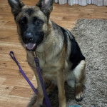 Un Berger Allemand assis sur un tapis et tirant la langue