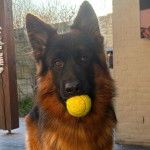 Un Berger Allemand regardant vers la cam&eacute;ra et ayant une balle de tennis dans sa gueule 