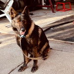 Un Berger Allemand assis sur une surface b&eacute;tonn&eacute;e et qui est tenu en laisse