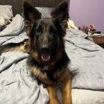 Un Berger Allemand allong&eacute; sur un lit et portant un collier autour du cou