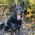 Un Berger Allemand ayant la gueule ouverte et portant un harnais 