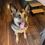 Un Berger Allemand assis sur un plancher et l&eacute;chant son museau