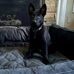 Un Berger Allemand assis dans un panier et portant un collier autour du cou