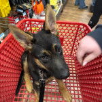 Un Berger Allemand assis dans un caddie et qui est tenu en laisse 