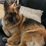 Un Berger Allemand allong&eacute; sur un fauteuil et regardant vers la cam&eacute;ra 