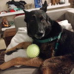 Un Berger Allemand allong&eacute; sur un canap&eacute; et portant un harnais 