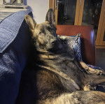 Un Berger Allemand allong&eacute; sur un canap&eacute; 