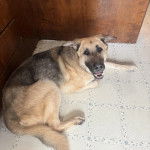 Un Berger Allemand allong&eacute; sur un sol carrel&eacute;