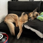 Un Berger Allemand allong&eacute; sur un canap&eacute; et semblant dormir 