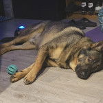 Un Berger Allemand allong&eacute; sur un plancher et regardant vers la cam&eacute;ra 